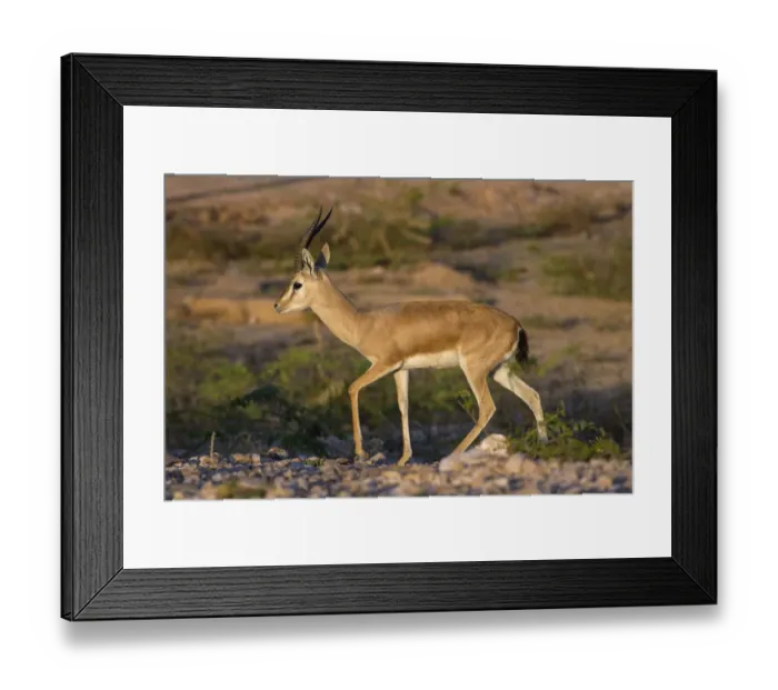 Framed Print : Indian gazelle or Chinkara, (Gazella bennettii), male, Thar desert, Rajasthan, India Framed Print : Indian gazelle or Chinkara, (Gazella bennettii), male, Thar desert, Rajasthan, India