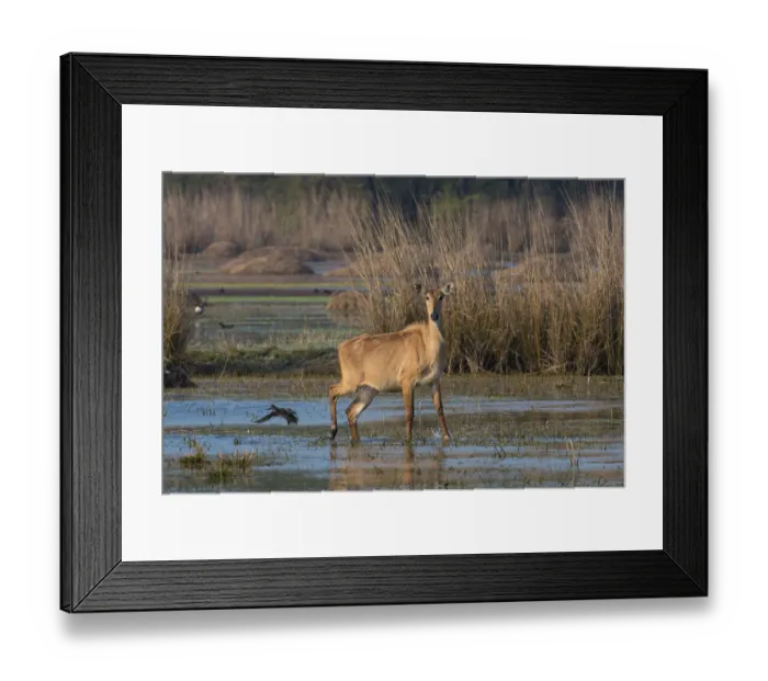 Framed Print : Nilgai (Boselaphus tragocamelus), female in water, Rajasthan, India Framed Print : Nilgai (Boselaphus tragocamelus), female in water, Rajasthan, India