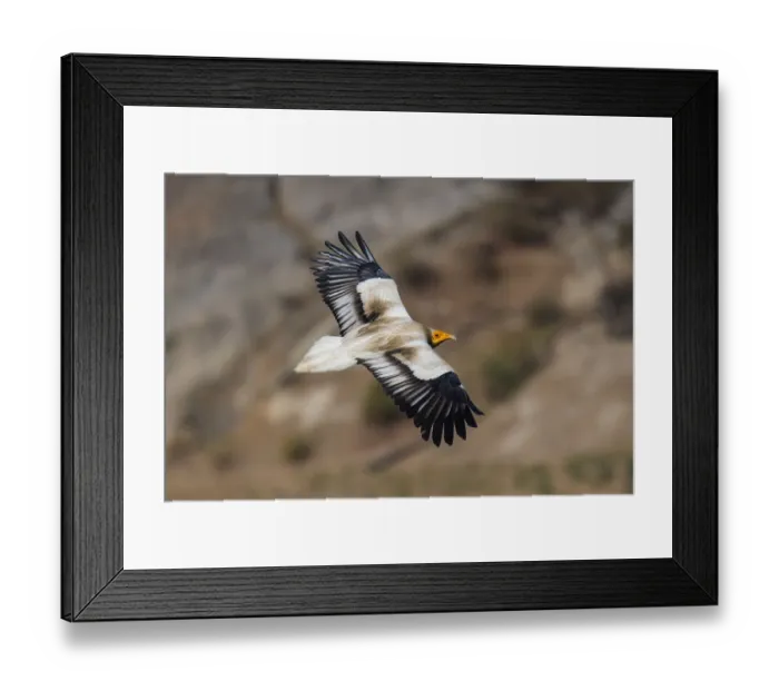 Framed Print : Egyptian vultureA(Neophron percnopterus), in flight, Rajasthan, India Framed Print : Egyptian vultureA(Neophron percnopterus), in flight, Rajasthan, India