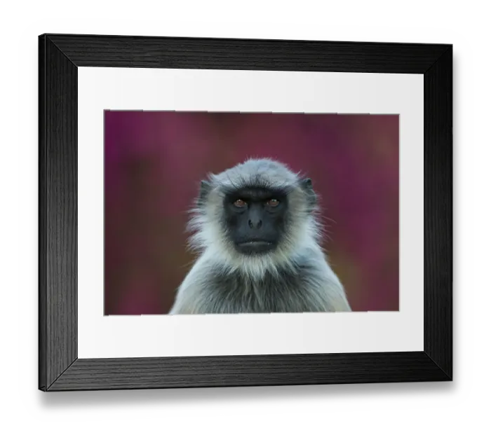 Framed Print : Hanuman langur (Semnopithecus / Presbytis entellus), portrait in front of BougainvilleaAflowers Framed Print : Hanuman langur (Semnopithecus / Presbytis entellus), portrait in front of BougainvilleaAflowers