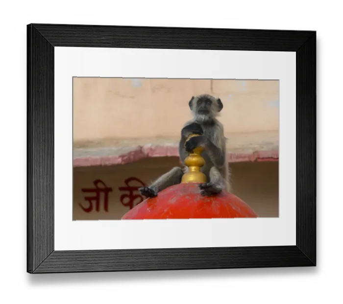 Framed Print : Hanuman langur (Semnopithecus / Presbytis entellus), on temple, Rajasthan, India Framed Print : Hanuman langur (Semnopithecus / Presbytis entellus), on temple, Rajasthan, India
