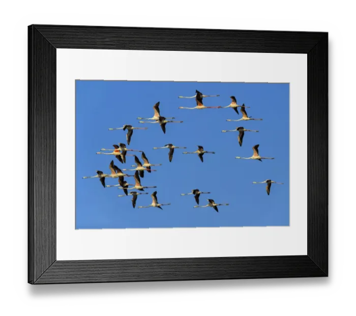 Framed Print : Greater flamingoA(Phoenicopterus roseus), flock in flight, Rajasthan, India Framed Print : Greater flamingoA(Phoenicopterus roseus), flock in flight, Rajasthan, India