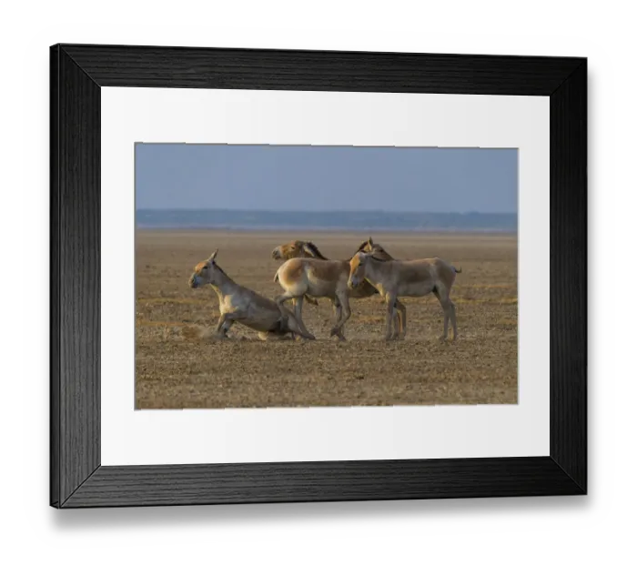 Framed Print : Asiatic wild ass (Equus hemionus khur), group of young males, Little Rann of Kutch