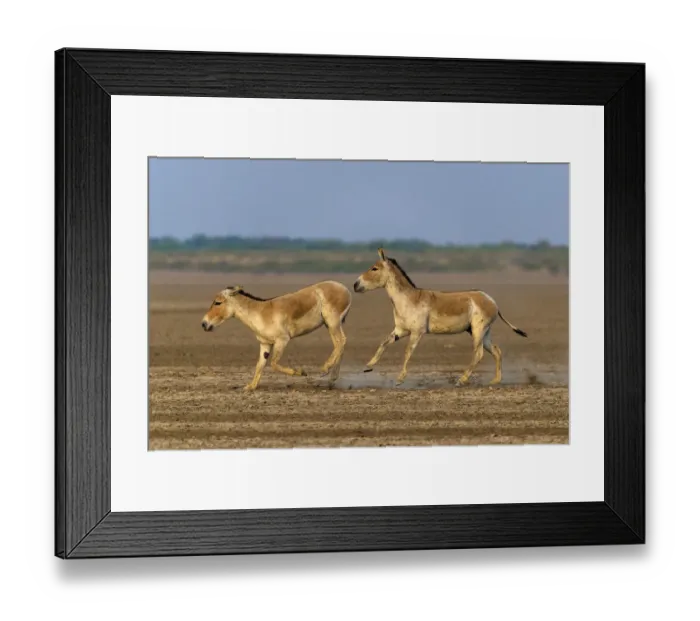 Framed Print : Asiatic wild ass (Equus hemionus khur), young males play-fighting and chasing each other Framed Print : Asiatic wild ass (Equus hemionus khur), young males play-fighting and chasing each other