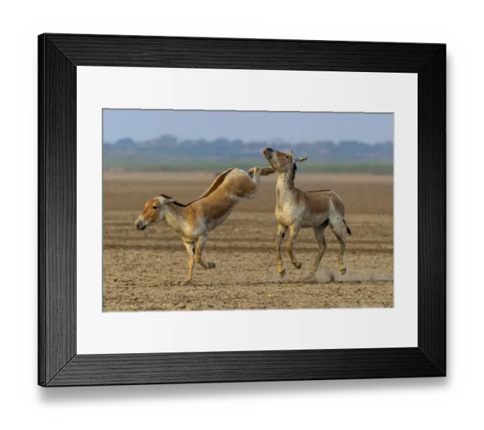 Framed Print : Asiatic wild ass (Equus hemionus khur), young males fighting, with one kicking opponent Framed Print : Asiatic wild ass (Equus hemionus khur), young males fighting, with one kicking opponent