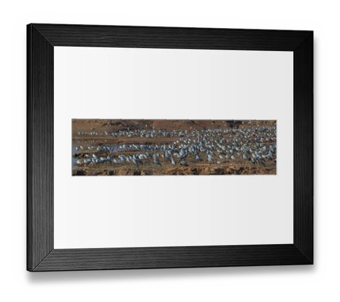 Framed Print : Demoiselle cranes (Grus / Anthropoides virgo), large flock, at their wintering site Framed Print : Demoiselle cranes (Grus / Anthropoides virgo), large flock, at their wintering site