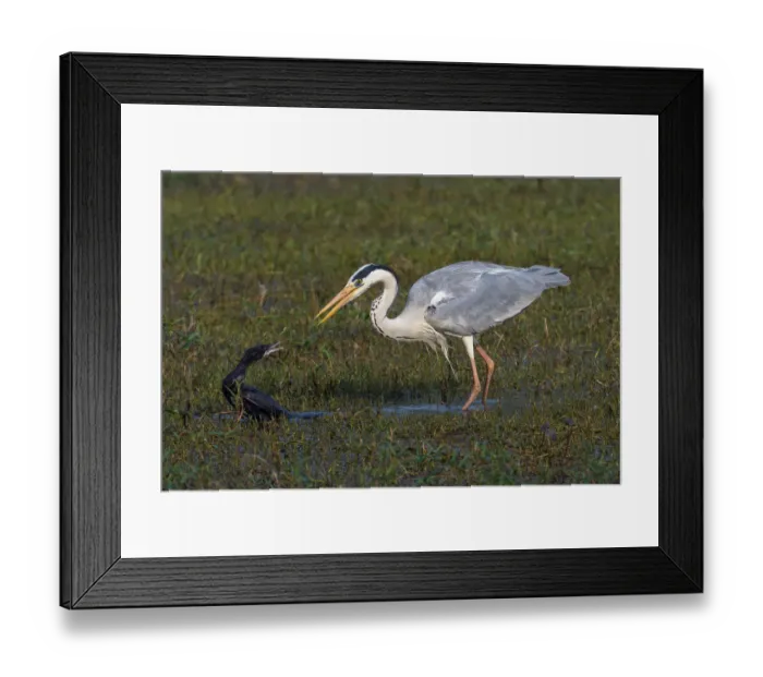 Framed Print : Grey heron (Ardea cinerea) squabbling with Little cormorant (Microcarbo / Phalacrocorax Framed Print : Grey heron (Ardea cinerea) squabbling with Little cormorant (Microcarbo / Phalacrocorax