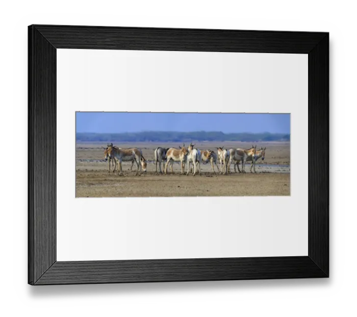 Framed Print : Asiatic wild ass (Equus hemionus khur), group on barren salt pan, Little Rann of Kutch Framed Print : Asiatic wild ass (Equus hemionus khur), group on barren salt pan, Little Rann of Kutch