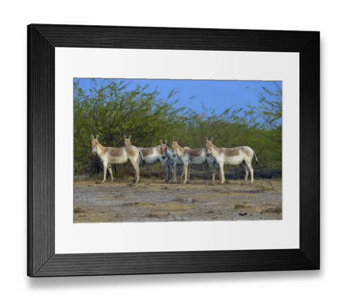 Framed Print : Asiatic wild ass (Equus hemionus khur), group, Little Rann of Kutch, Gujarat, India Framed Print : Asiatic wild ass (Equus hemionus khur), group, Little Rann of Kutch, Gujarat, India