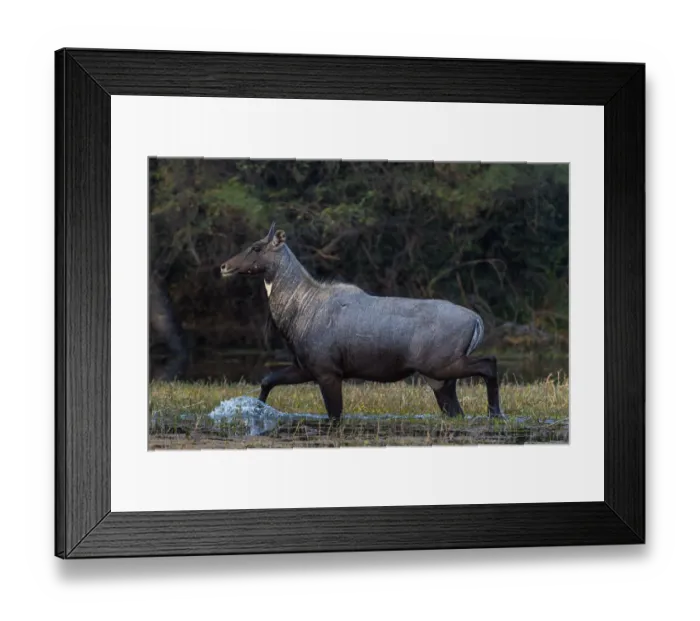 Framed Print : Nilgai (Boselaphus tragocamelus), male walking through water, Keoladeo Ghana National Park Framed Print : Nilgai (Boselaphus tragocamelus), male walking through water, Keoladeo Ghana National Park