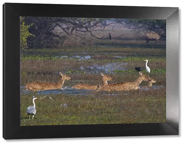Spotted deer (Axis axis), adults and fawns, crossing swamp, surrounded by waterbirds