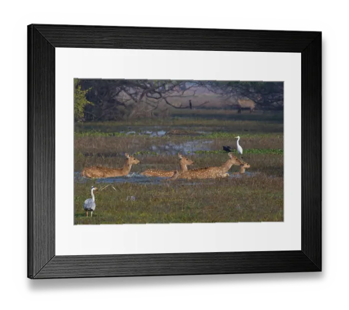 Framed Print : Spotted deer (Axis axis), adults and fawns, crossing swamp, surrounded by waterbirds Framed Print : Spotted deer (Axis axis), adults and fawns, crossing swamp, surrounded by waterbirds