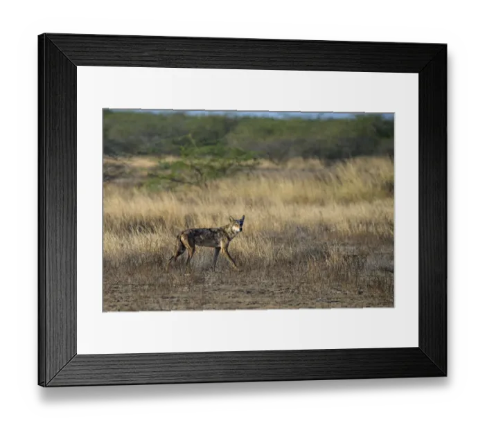 Framed Print : Indian wolfA(Canis lupus pallipes) in habitat, Gujarat, India Framed Print : Indian wolfA(Canis lupus pallipes) in habitat, Gujarat, India