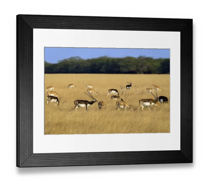 Framed Print : BlackbuckA(Antilope cervicapra), herd with males and females, Velavadar National Park Framed Print : BlackbuckA(Antilope cervicapra), herd with males and females, Velavadar National Park