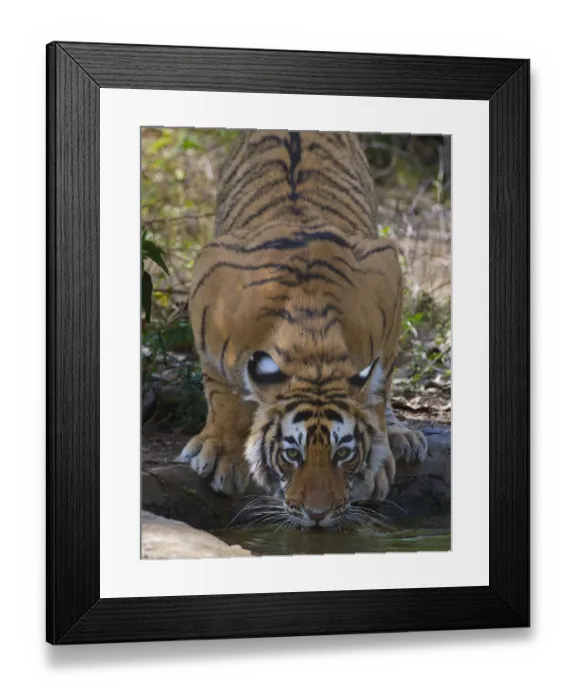 Framed Print : Tiger (Panthera tigris), drinking from artificial waterhole, Ranthambhore National Park Framed Print : Tiger (Panthera tigris), drinking from artificial waterhole, Ranthambhore National Park