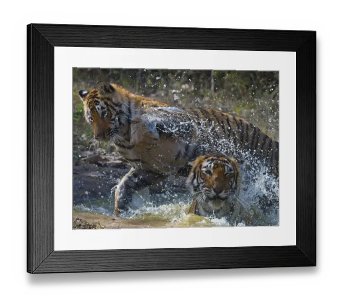 Framed Print : Tiger (Panthera tigris) mother and large cub playing in water, Ranthambhore National Park Framed Print : Tiger (Panthera tigris) mother and large cub playing in water, Ranthambhore National Park