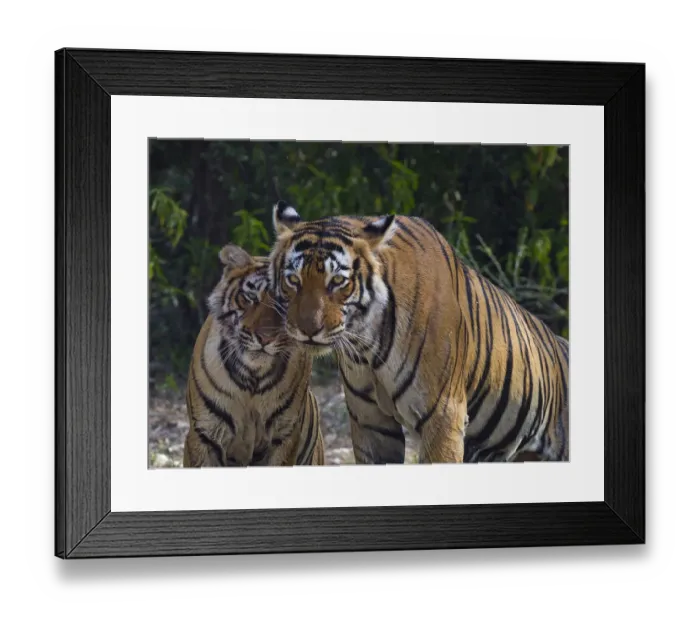 Framed Print : Tiger (Panthera tigris), female and cub, Ranthambhore National Park, Rajasthan, India Framed Print : Tiger (Panthera tigris), female and cub, Ranthambhore National Park, Rajasthan, India
