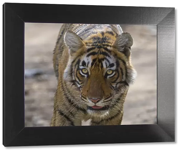 Tiger (Panthera tigris), portrait, Ranthambhore National Park, Rajasthan, India