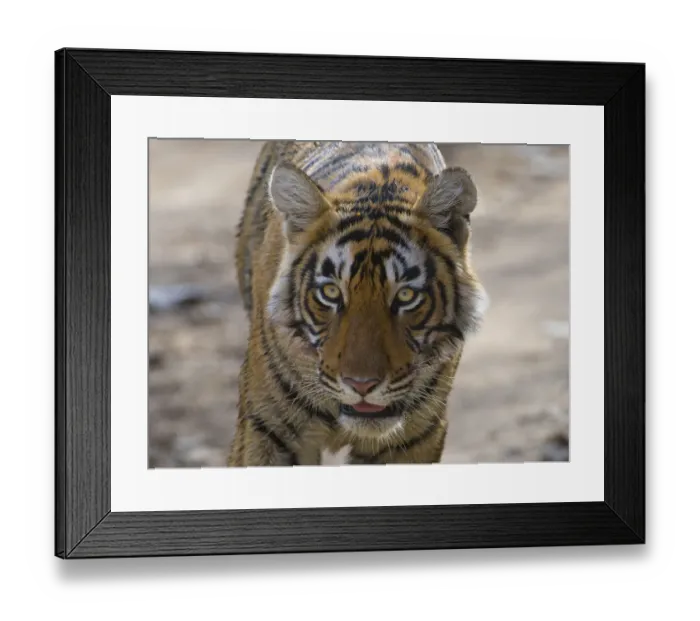 Framed Print : Tiger (Panthera tigris), portrait, Ranthambhore National Park, Rajasthan, India Framed Print : Tiger (Panthera tigris), portrait, Ranthambhore National Park, Rajasthan, India