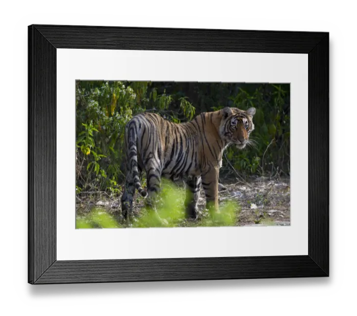 Framed Print : Tiger (Panthera tigris), in forest, wet after coming out of water, Ranthambhore National Park Framed Print : Tiger (Panthera tigris), in forest, wet after coming out of water, Ranthambhore National Park