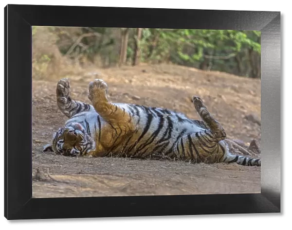 Tiger (Panthera tigris), rolling on back and relaxing after feeding, Ranthambhore National Park