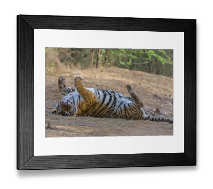 Framed Print : Tiger (Panthera tigris), rolling on back and relaxing after feeding, Ranthambhore National Park Framed Print : Tiger (Panthera tigris), rolling on back and relaxing after feeding, Ranthambhore National Park