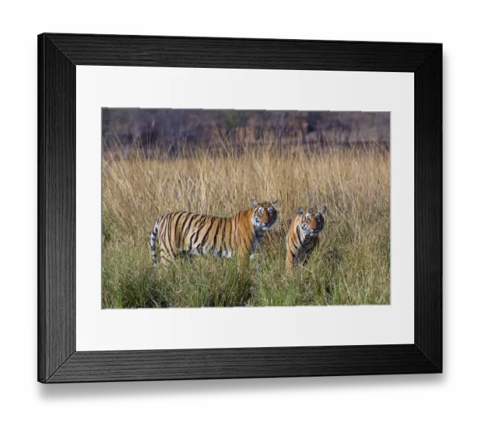 Framed Print : Tiger (Panthera tigris), female with large cubs, Ranthambhore National Park, Rajasthan Framed Print : Tiger (Panthera tigris), female with large cubs, Ranthambhore National Park, Rajasthan