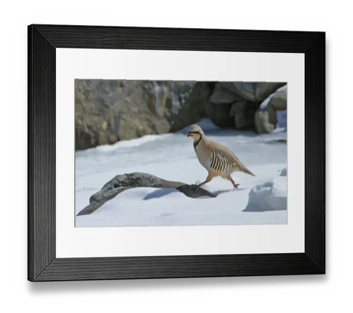 Framed Print : Chukar partridge (Alectoris chukar), Himalaya, Hemis National Park, Ladakh, India Framed Print : Chukar partridge (Alectoris chukar), Himalaya, Hemis National Park, Ladakh, India