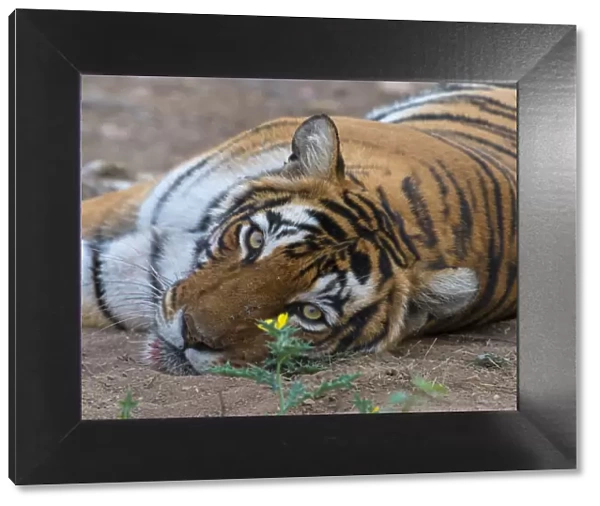 Tiger (Panthera tigris), portrait, with flower and flies, Ranthambhore National Park