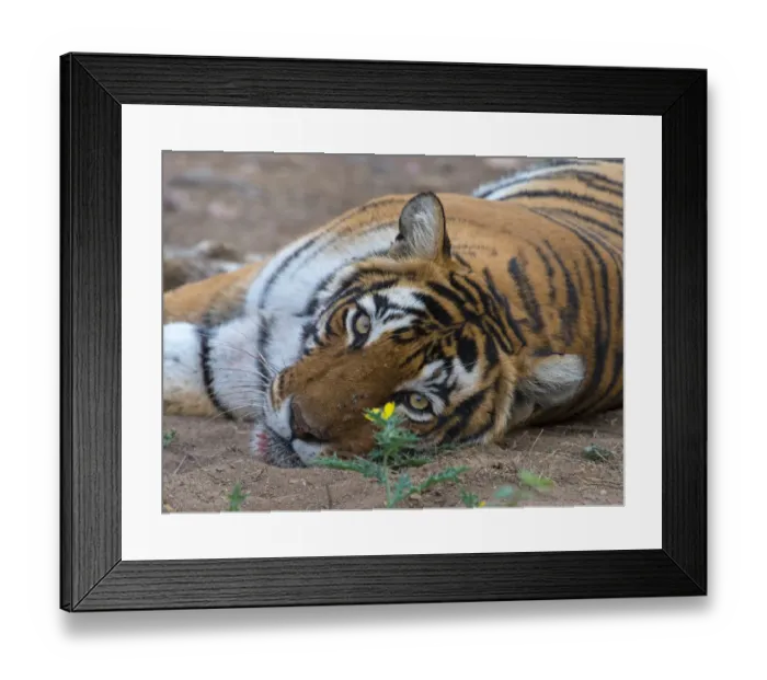 Framed Print : Tiger (Panthera tigris), portrait, with flower and flies, Ranthambhore National Park Framed Print : Tiger (Panthera tigris), portrait, with flower and flies, Ranthambhore National Park