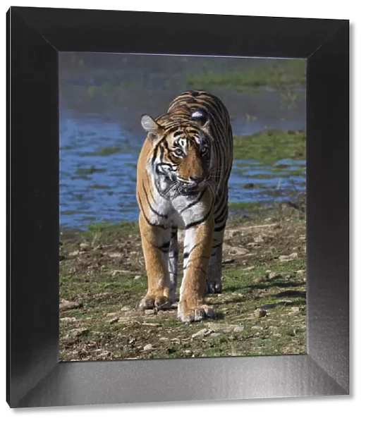 Tiger (Panthera tigris), walking on lake shore, Ranthambhore National Park, Rajasthan