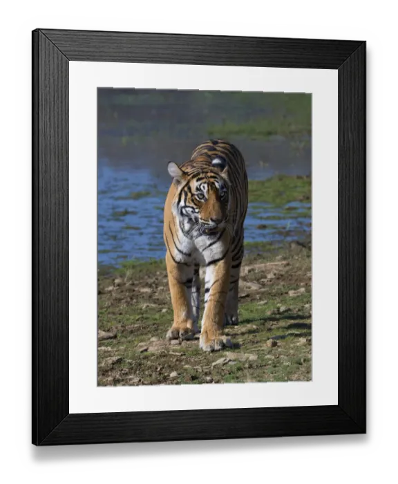Framed Print : Tiger (Panthera tigris), walking on lake shore, Ranthambhore National Park, Rajasthan Framed Print : Tiger (Panthera tigris), walking on lake shore, Ranthambhore National Park, Rajasthan