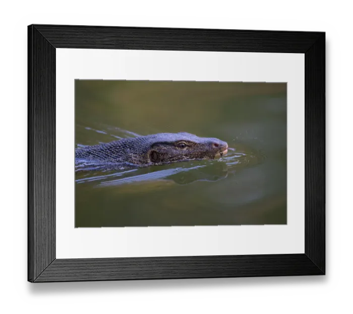 Framed Print : Water monitor (Varanus salvator), swimming and flicking tongue, Thailand Framed Print : Water monitor (Varanus salvator), swimming and flicking tongue, Thailand