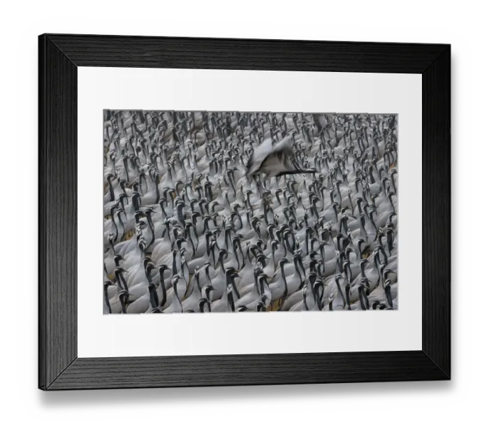 Framed Print : Demoiselle crane (Grus virgo or Anthropoides virgo), large flock at their wintering site Framed Print : Demoiselle crane (Grus virgo or Anthropoides virgo), large flock at their wintering site