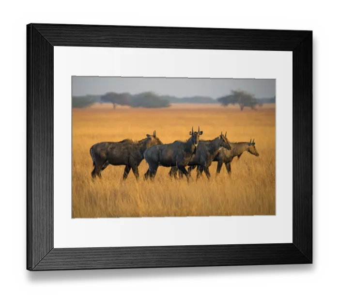 Framed Print : Nilgai (Boselaphus tragocamelus), males, Velavadar National Park, Gujarat, India Framed Print : Nilgai (Boselaphus tragocamelus), males, Velavadar National Park, Gujarat, India