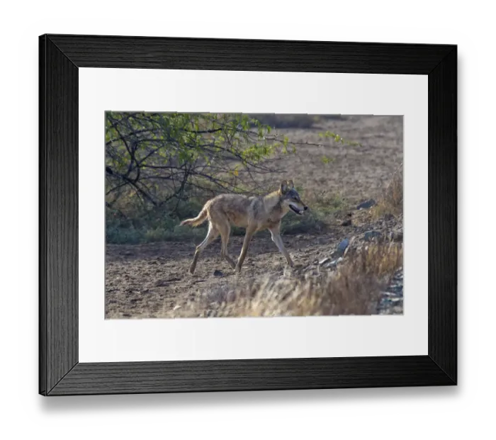 Framed Print : Indian wolfA(Canis lupus pallipes), walking, Gujarat, India