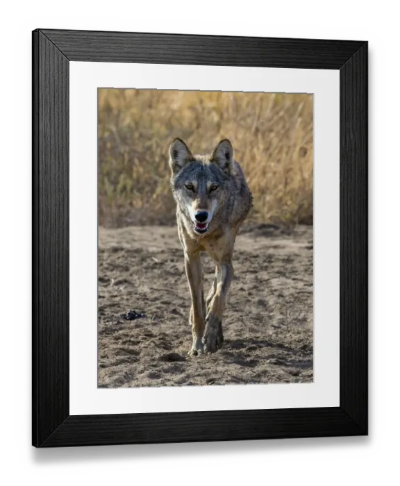 Framed Print : Indian wolfA(Canis lupus pallipes) walking, Gujarat, India Framed Print : Indian wolfA(Canis lupus pallipes) walking, Gujarat, India