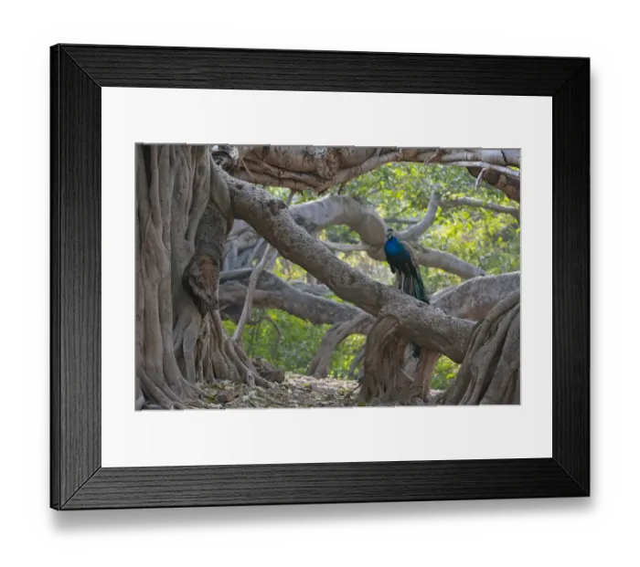 Framed Print : Peacock (Pavo cristatus) resting on large Banyan tree (Ficus benghalensis), Ranthambhore Framed Print : Peacock (Pavo cristatus) resting on large Banyan tree (Ficus benghalensis), Ranthambhore