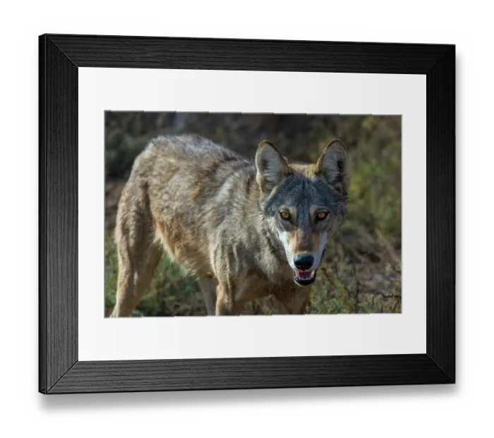 Framed Print : Indian wolfA(Canis lupus pallipes), portrait, Gujarat, India