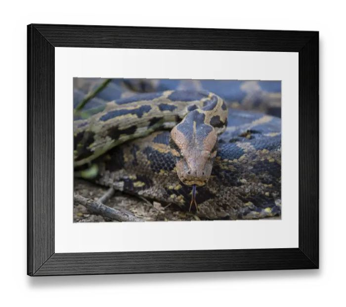 Framed Print : Indian python (Python molurus), flicking tongue, Rajasthan, India Framed Print : Indian python (Python molurus), flicking tongue, Rajasthan, India