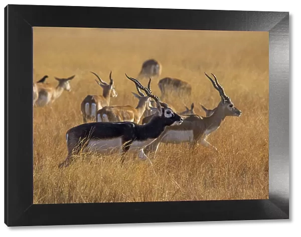 BlackbuckA(Antilope cervicapra) herd with males and females, Velavadar national park