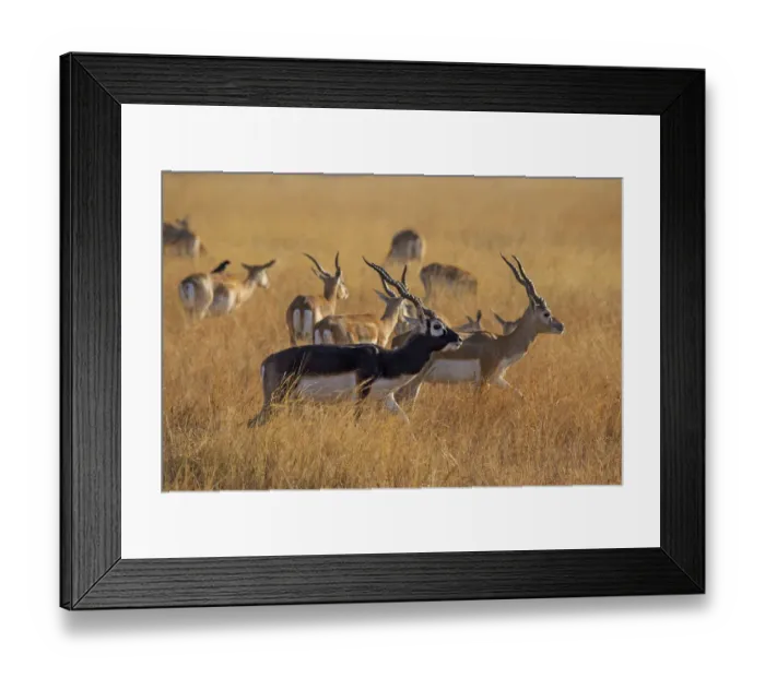 Framed Print : BlackbuckA(Antilope cervicapra) herd with males and females, Velavadar national park Framed Print : BlackbuckA(Antilope cervicapra) herd with males and females, Velavadar national park