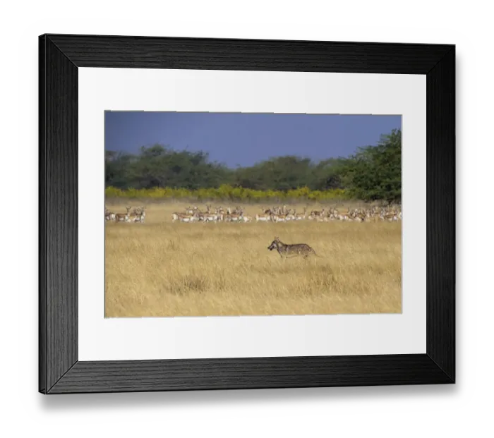 Framed Print : Indian wolfA(Canis lupus pallipes) walking past prey, herd of BlackbuckA(Antilope cervicapra) Framed Print : Indian wolfA(Canis lupus pallipes) walking past prey, herd of BlackbuckA(Antilope cervicapra)