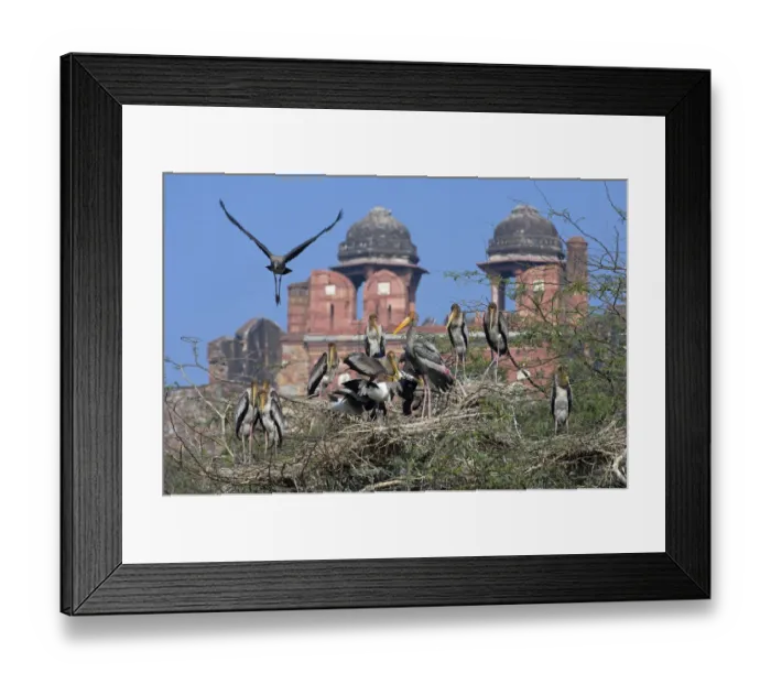 Framed Print : Painted Stork (Mycteria leucocephala), colony, with historic building behind, Delhi Framed Print : Painted Stork (Mycteria leucocephala), colony, with historic building behind, Delhi
