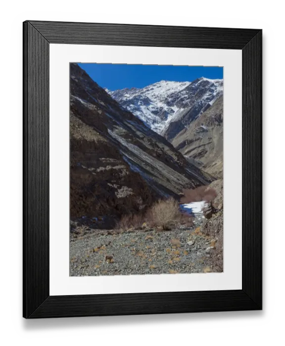 Framed Print : Greater blue sheep (Pseudois nayaur), herd in habitat, high mountains, Himalaya Framed Print : Greater blue sheep (Pseudois nayaur), herd in habitat, high mountains, Himalaya