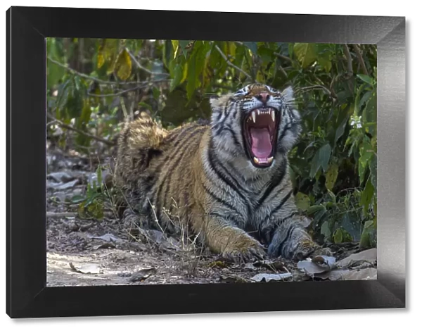 Tiger (Panthera tigris), yawning, Ranthambhore National Park, Rajasthan, India