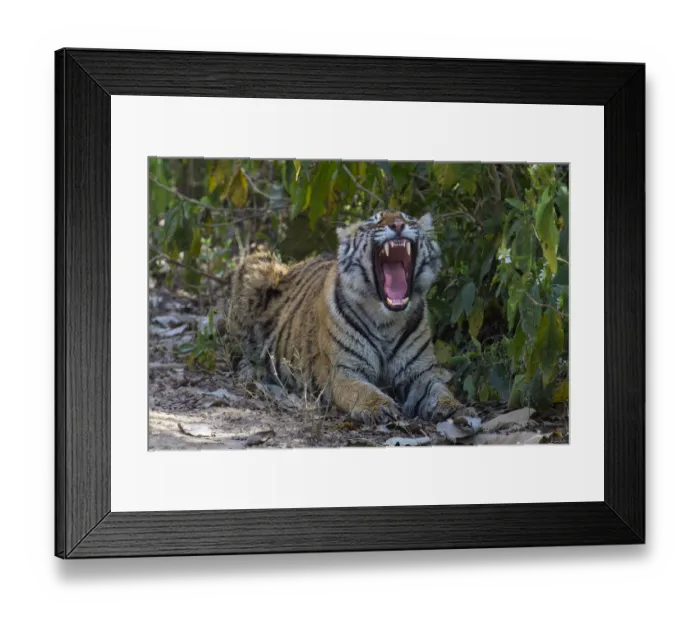 Framed Print : Tiger (Panthera tigris), yawning, Ranthambhore National Park, Rajasthan, India Framed Print : Tiger (Panthera tigris), yawning, Ranthambhore National Park, Rajasthan, India