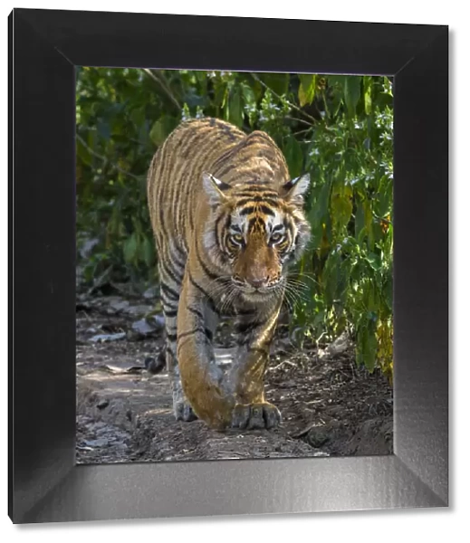 Tiger (Panthera tigris), walking in forest, Ranthambhore National Park, Rajasthan, India