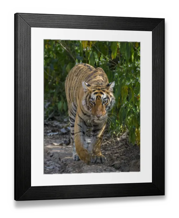 Framed Print : Tiger (Panthera tigris), walking in forest, Ranthambhore National Park, Rajasthan, India Framed Print : Tiger (Panthera tigris), walking in forest, Ranthambhore National Park, Rajasthan, India
