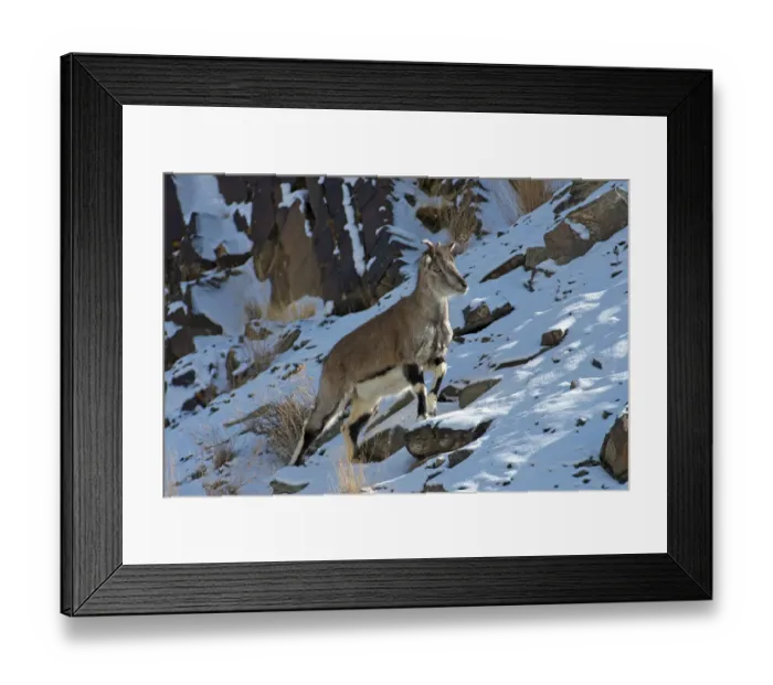 Framed Print : Greater blue sheep (Pseudois nayaur), important prey species for snow leopards (Panthera uncia) Framed Print : Greater blue sheep (Pseudois nayaur), important prey species for snow leopards (Panthera uncia)